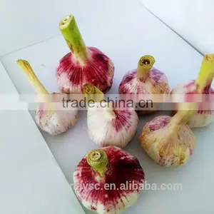 Export Fresh Garlic From Jinxiang, Best Quality Chinese Garlic thumbnail-1