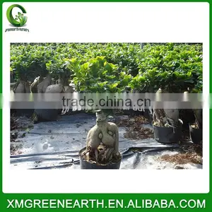 Ginseng Ficus 500g thumbnail-1