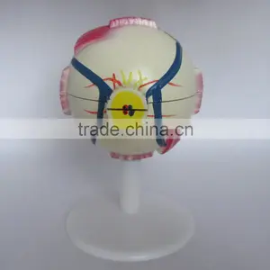 Anatomical Eye Model thumbnail-1