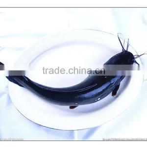 Whole Round Catfish (Silurus Asotus) thumbnail-1