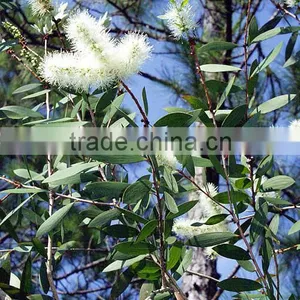 100 Pure and Natural Melaleuca Essential Oil thumbnail-1
