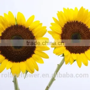 the Colorful Fresh Cut Sunflower Flower Importers For Birthday thumbnail-1