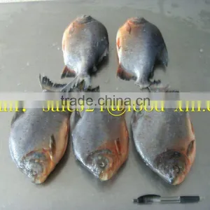 2016 Chinese Frozen Pomfret Delicious Tasty thumbnail-1