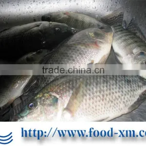 Fresh Tilapia Wholesale Price Good thumbnail-1