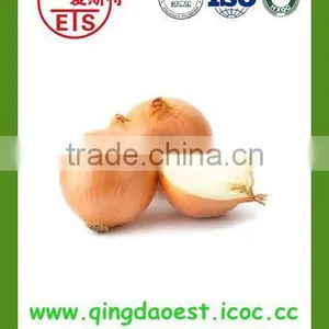 Best Quality Fresh Onion From China thumbnail-4
