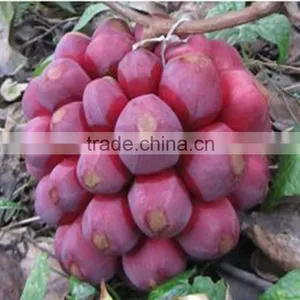 New Product Kadsura Coccinea Seeds Hei Lao Hu Seeds For Growing thumbnail-3