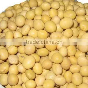 Chinese Good Quality and High Protein Soybeans thumbnail-2