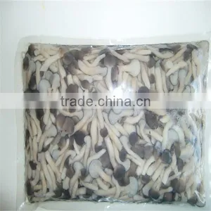 Cultivation Fresh Shimeiji Greenhouse Pleurotus Cornucopiae for Sale Shimegy thumbnail-1