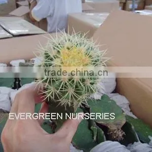 Echinocactus Grusonii thumbnail-1
