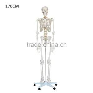 China Skeleton Model Price thumbnail-1