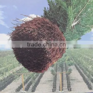 Fast Grow Rapid Cultivating Root Container thumbnail-4