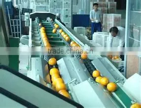 Kiwi Fruit Grading Machine Sorter Grader thumbnail-3