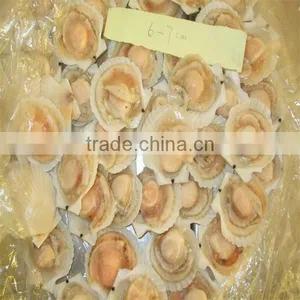 Best Quality Seafood/half Shell Scallop(6-7cm) thumbnail-1