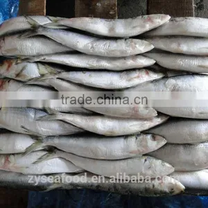 Frozen Sardine Sardinops Melanosticta thumbnail-1