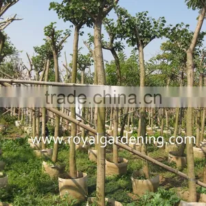 Bauhinia Variegata Tropical Trees thumbnail-3