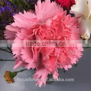 Hot Selling Fresh Jasmine Flowers Carnation to Friends thumbnail-1