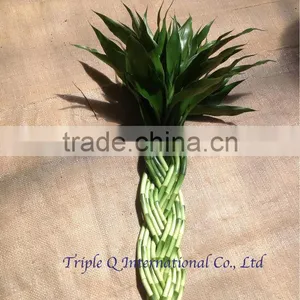Lucky Bamboo thumbnail-1