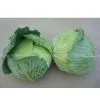 Cabbage thumbnail-1