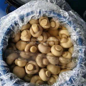 Whole Mushroom Slice Mushroom in Brine or in SO2 in Drum SETA Preservada en Tambor thumbnail-2