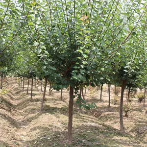 Red Plum With a Ground Diameter of 5 Cm, Cheap Price and High Survival Rate thumbnail-2