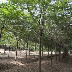 Prices of Beech Trees in Qingdao, Shandong. Base Quotation List. Low Selling Prices and High Survival Rates. thumbnail-2