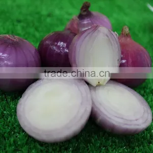 Onions in Bulk thumbnail-1
