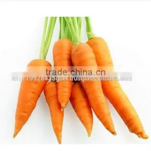 Sale Frozen Carrot thumbnail-3