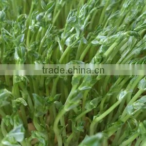 Hydroponics Animal Fodder Bean Sprout Machine/oat Sprouting Machine/ Bean Sprout Growing Machine on Sale thumbnail-4