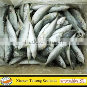 Frozen Round Scad Fish With Size 8-10 for Philippines thumbnail-6