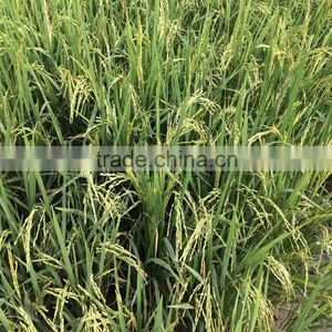 HIGH QUALITY VIETNAM 4900 FRAGRANT RICE WITH NEWEST CROP thumbnail-3
