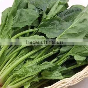 Spinach thumbnail-2