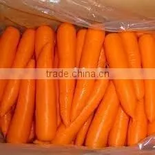 Red Carrot thumbnail-1