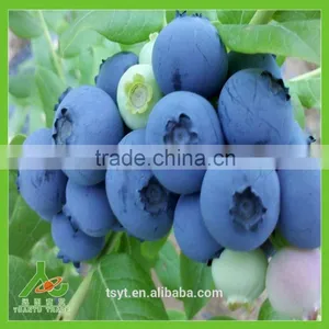 IQF Frozen Chinese China Best Quality Better Quality Wild Blueberry Blueberries thumbnail-3