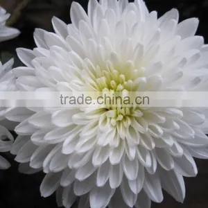 High Germination Rate Chrysanthemum Seeds For Gardening Cultivation thumbnail-1