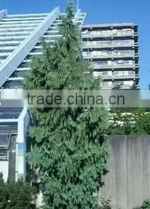 Natural Chamaecyparis Noo. Pendula Plant thumbnail-1