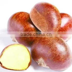 2015 New Raw Fresh Chestnuts thumbnail-3