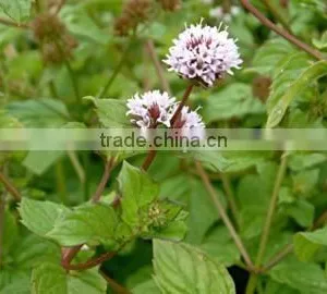 MENTHA PIPERITA ESSENTIAL OIL thumbnail-2