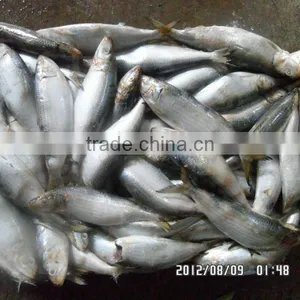 Frozen Sardine for Tuna Bait thumbnail-1