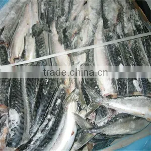 Best Frozen Whole Mackerel Fish thumbnail-1