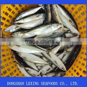 Frozen Pacific Mackerel thumbnail-1
