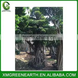 Ficus Microcarpa Bonsai 3m (3) thumbnail-3