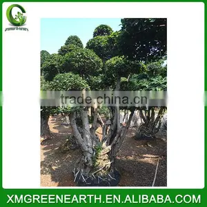 Ficus Microcarpa Bonsai 3.5m (1) thumbnail-2