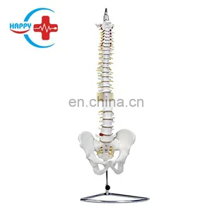 HC-S211 Advanced Life-size Human Spine Model for Cervical Vertebra & Spine Teaching thumbnail-1