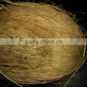 Coconut for Sale thumbnail-1