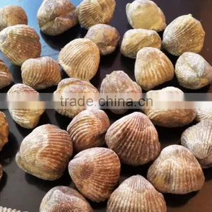 Fossil for Sale thumbnail-1