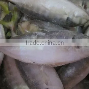 Frozen Yellowtail Scad thumbnail-1