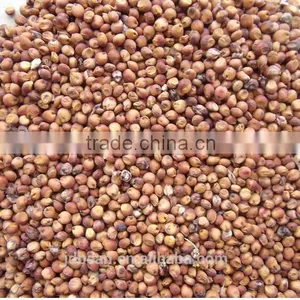 Chinese Red Sorghum thumbnail-4