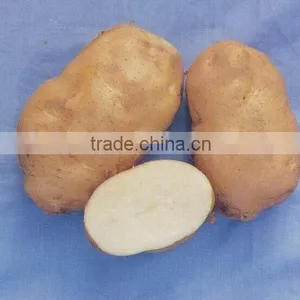 Factory Supplying 2015 New Crop Fresh Holland Potato With Good Quality thumbnail-2