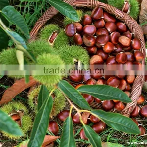 Bulk Fresh Chestnut for Sale thumbnail-3