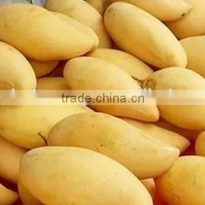 Namdokmai Fresh Golden Mango Grade A 250-300 G Loose Pack From Thailand thumbnail-1